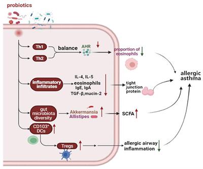 Frontiers | Effect Of Probiotics On Respiratory Tract Allergic Disease ...